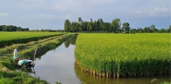 xâm nhập mặn